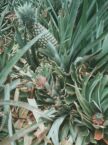 550 Moorea - Scene at One of Many Pineapple Plantations.JPG (57 KB)